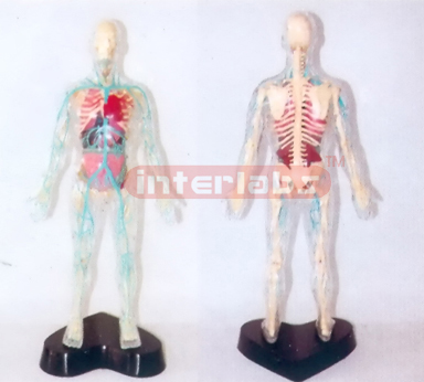 35CM TALL, TRANSPARENT AND DISSETABLE HUMAN BODY WITH SKELETON, ORGANS AND MAJOR VEINS OF HEAD AND TRUNK